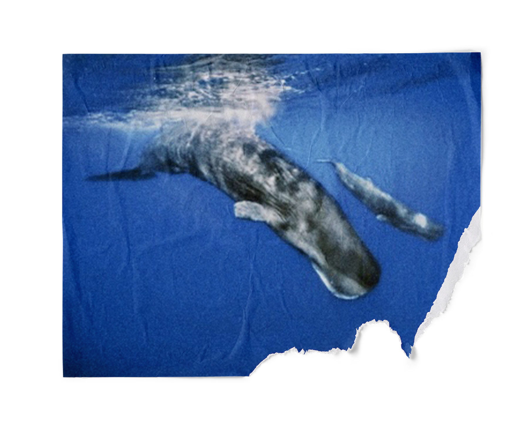 A mother and a new-born child sperm whale swimming in the ocean.